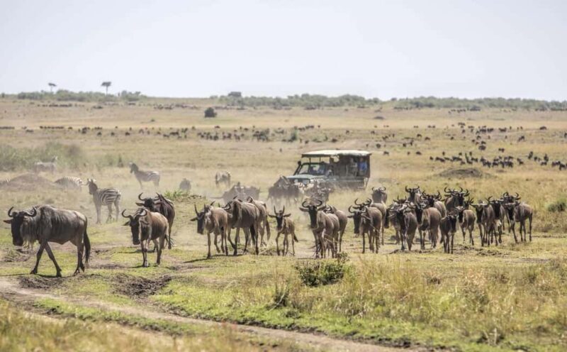 4-Day Safari Masai Mara and Lake Nakuru National Park - What’s Included and What’s Not