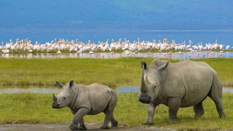 4-Day Safari Masai Mara and Lake Nakuru National Park - Essential Tips for Your Safari Experience