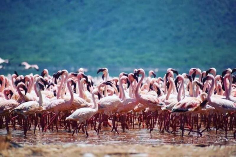 4-Day Safari Masai Mara and Lake Nakuru National Park - The Sum Up: Is This Safari Right for You?