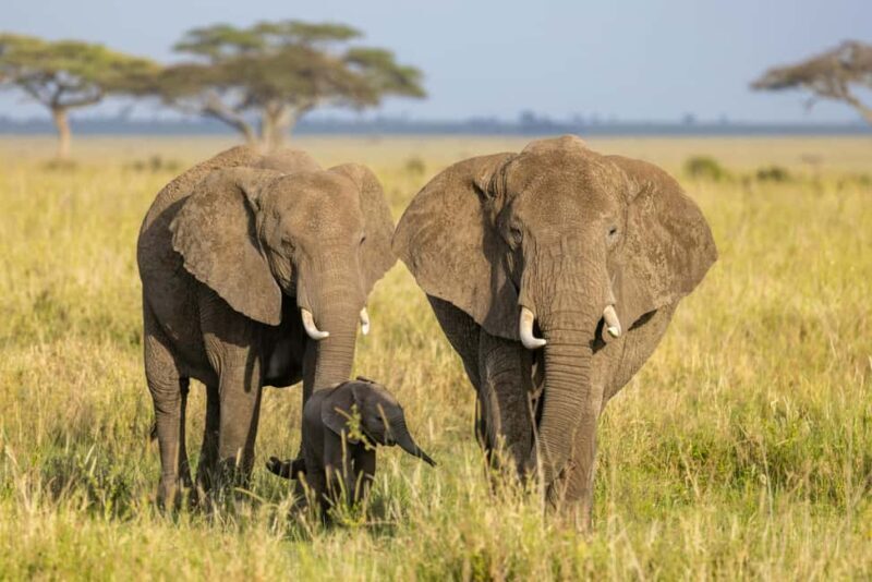 4-Day Safari - Key Points
