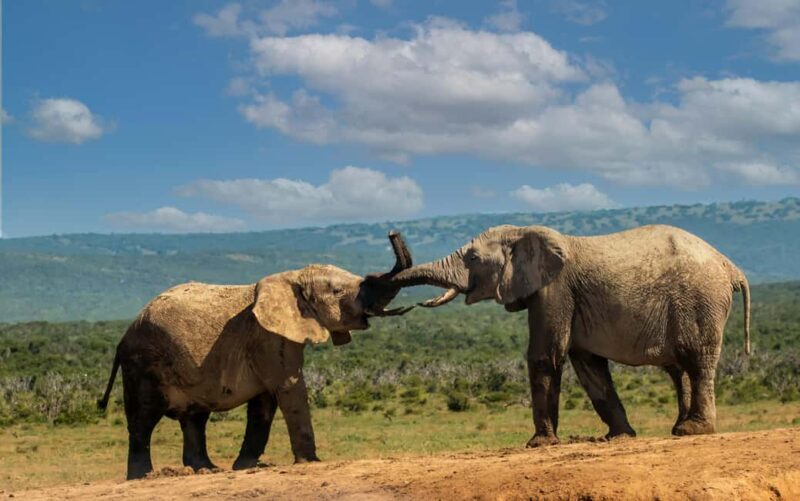 4-Day Safari - What Makes This Safari Stand Out