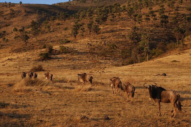 4-Day Safari to Tarangire, Serengeti and Ngorongoro from Arusha - Join a group - Practical Details & Considerations