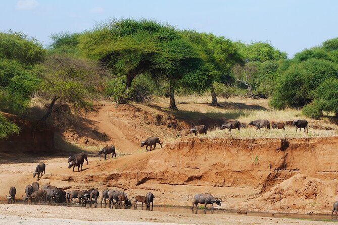 4-Day Safari to Tarangire, Serengeti and Ngorongoro from Arusha - Join a group - Final Thoughts: Is This Safari Right for You?