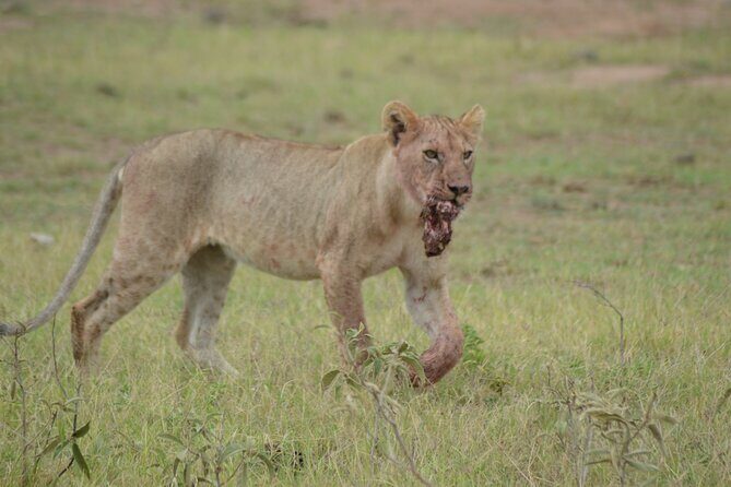 4-Day Safari to Tsavo and Amboseli from Diani Beach - Day-by-Day Breakdown