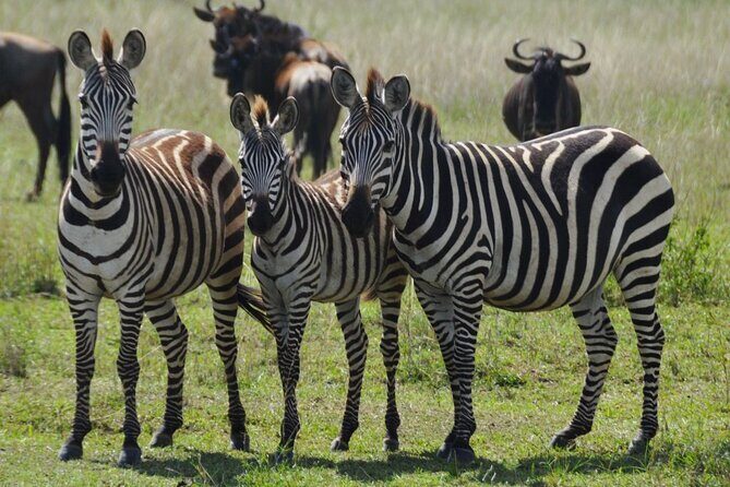 4 Day Serengeti and Ngorongoro crater - Key Points