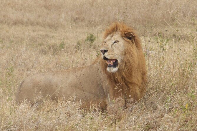4 Day Serengeti and Ngorongoro crater - Exploring the 4-Day Serengeti & Ngorongoro Safari: A Detailed Breakdown