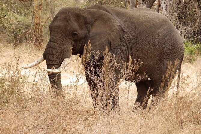 4 Day Serengeti and Ngorongoro crater - Why This Tour Offers Great Value