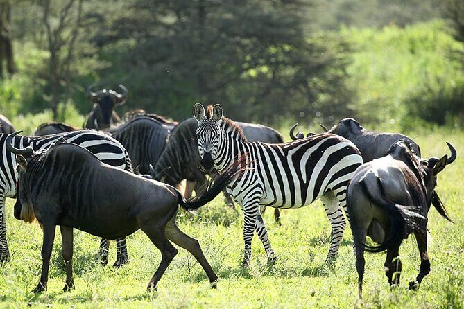 4-Day Serengeti, Ngorongoro, & Lake Manyara Budget Tour - Practical Tips for Booking and Enjoying the Tour