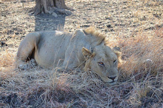 4 Day Serengeti & Ngorongoro Safari Wildlife Wonders of Tanzania - Final Thoughts