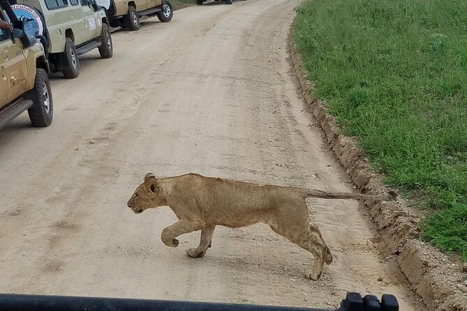 4-Day Serengeti, Ngorongoro,Tarangire safari - What This Tour Means for You