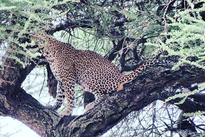 4-Day Serengeti, Ngorongoro,Tarangire safari - Frequently Asked Questions