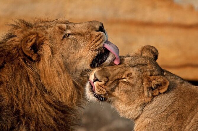 4-Day |Sharing Safari, Tarangire, Serengeti, Ngorongoro - Final Thoughts