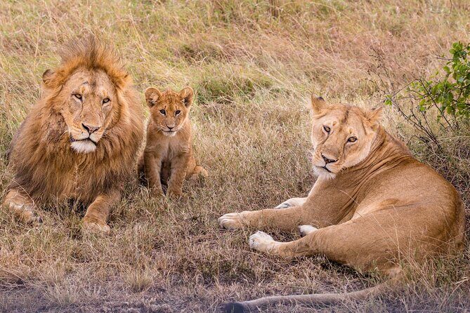 4-Day Simba Safari - Mid Range Tour - Why This Tour Offers Good Value