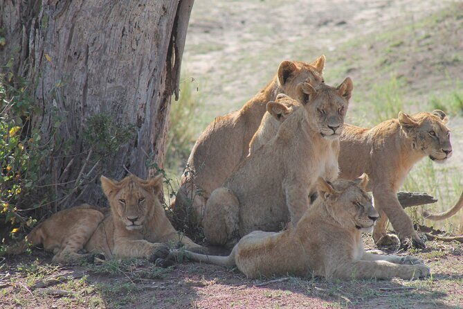 4-Day Simba Safari - Mid Range Tour - Transportation and Group Size