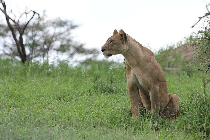 4-Day Simba Safari - Mid Range Tour - Lodging and Meals