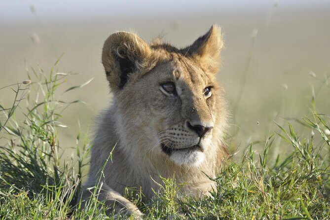 4-Day Simba Safari - Mid Range Tour - Practical Tips