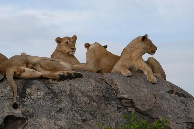 4-Day Simba Safari - Mid Range Tour - The Sum Up