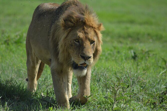 4-Day Small-Group Tour of Tanzania - An In-Depth Look at the Itinerary