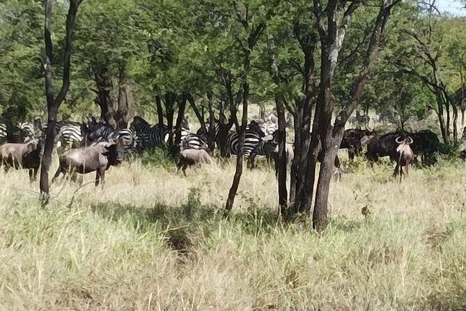4-Day Small-Group Tour of Tanzania - Practical Details and Tips