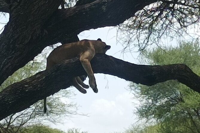 4-Day Small-Group Tour of Tanzania - Final Thoughts