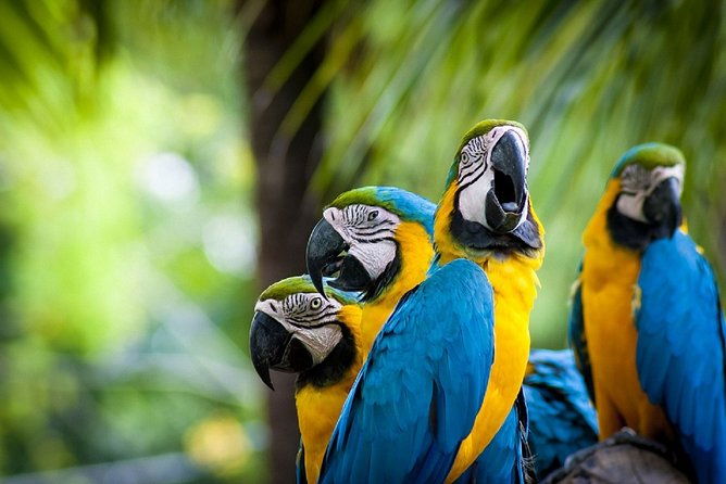 4-day-tambopata-rainforest-adventure