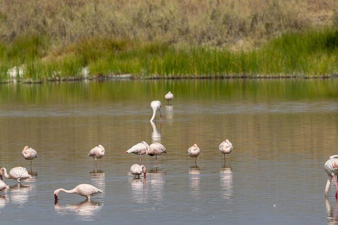 4 Day Tanzania Afordable Safari ft Two Night Serengeti - The Complete 4-Day Adventure  