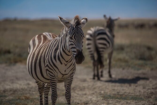 4-Day Tanzania Camping Safari Experience - An In-Depth Look at the 4-Day Tanzania Safari