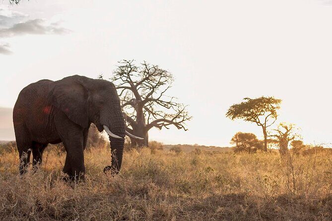4-Day Tanzania Camping Safari Experience - What Travelers Are Saying