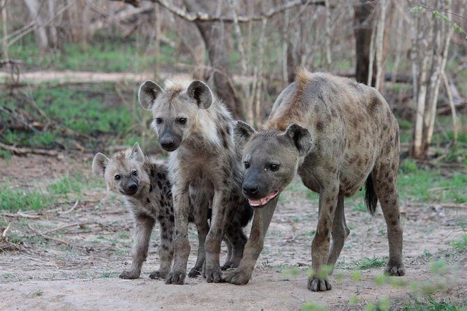 4 Day Tanzania Luxury Safari - Exploring the Itinerary in Detail: What You Can Expect