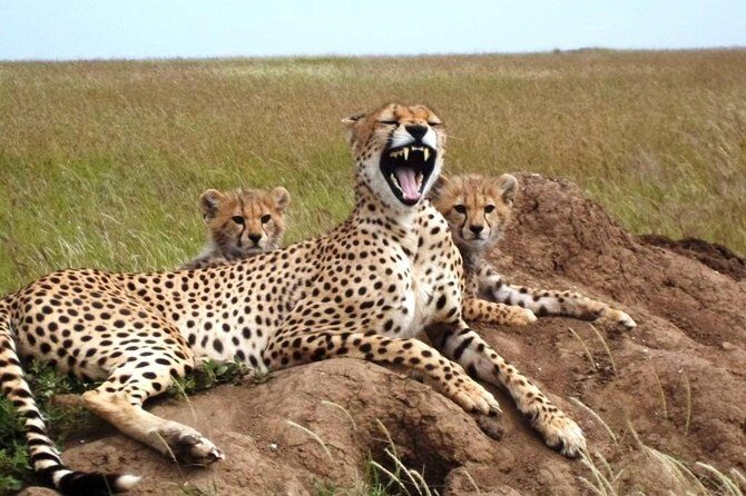 4 Day Tanzania Luxury Safari - Who Will Love This Tour?
