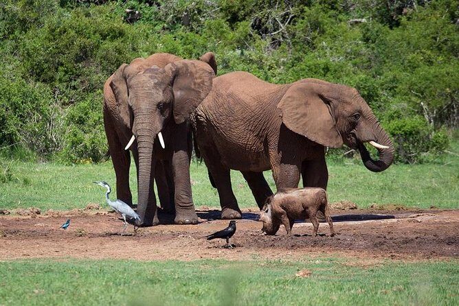 4 Day Tanzania Luxury Safari - The Sum Up