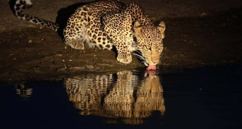 4-Day Tanzania Luxury Safari with Night Game Drive - Key Points