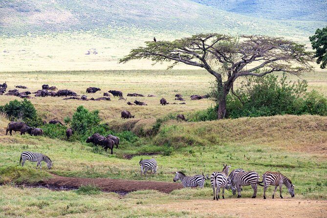 4-day Tanzania Safari - Practical Tips and Considerations