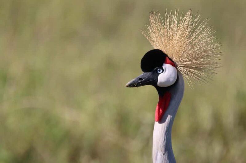 4 Day Tanzania Safari Starting from Zanzibar - Key Points
