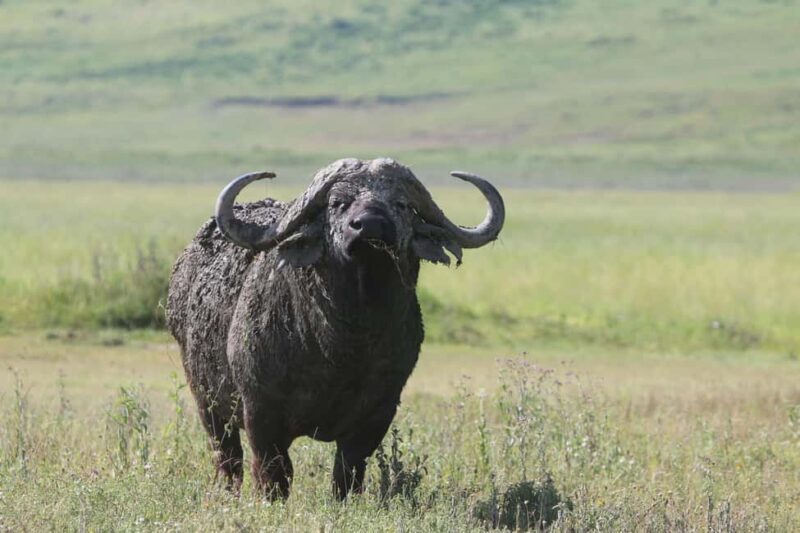 4 Day Tanzania Safari Starting from Zanzibar - The Itinerary Breakdown