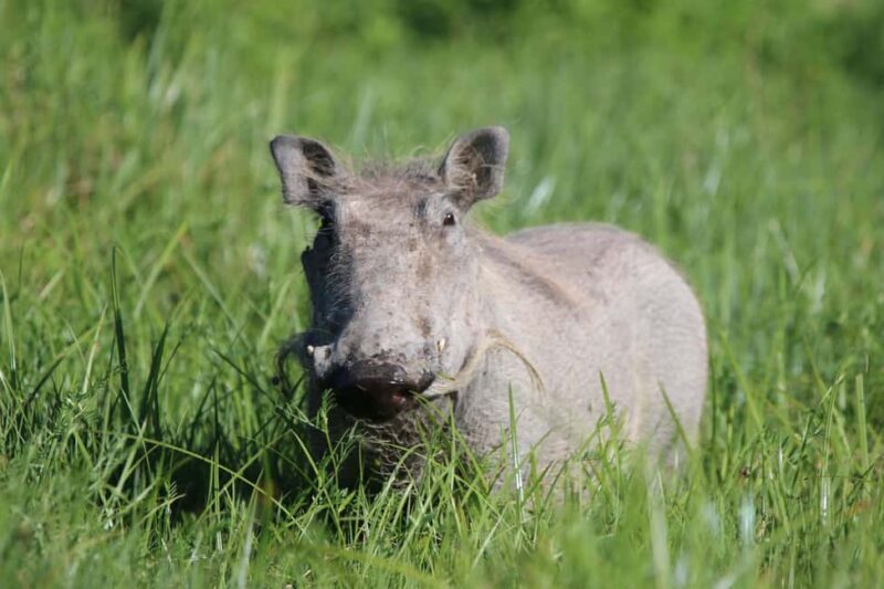 4 Day Tanzania Safari Starting from Zanzibar - Accommodation & Meals