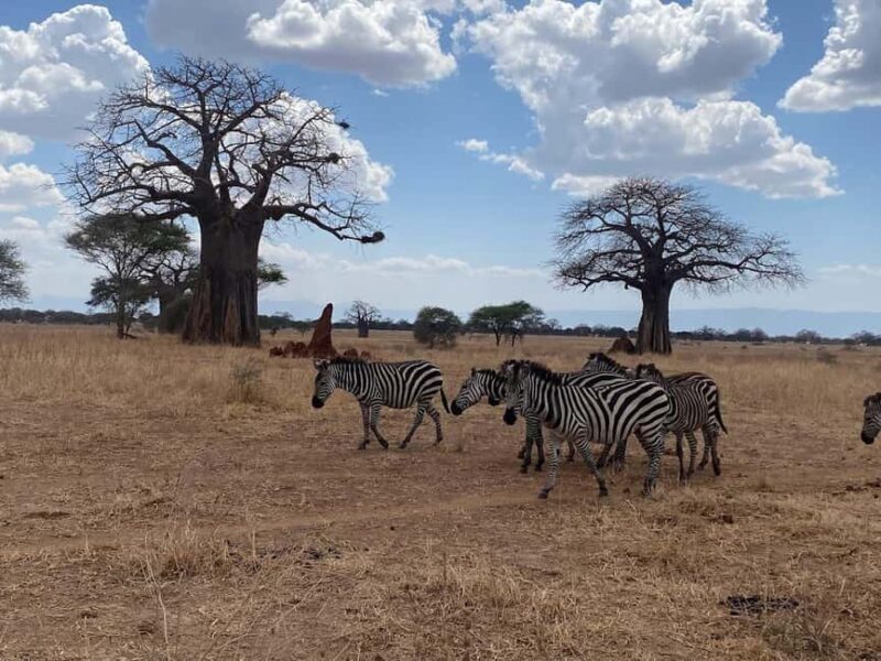 4-Day Tanzania Safari: Tarangire, Ngorongoro With Pickup - An Honest Look at the 4-Day Tanzania Safari