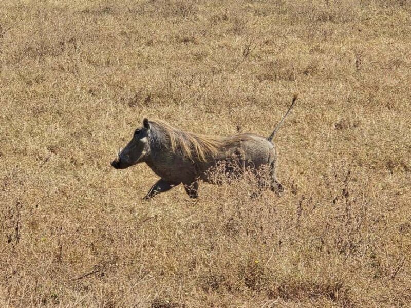4-Day Tanzania Safari: Tarangire, Ngorongoro With Pickup - The Sum Up