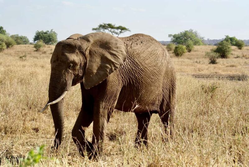 4-Day Tanzania Safari: Tarangire, Ngorongoro With Pickup - FAQs