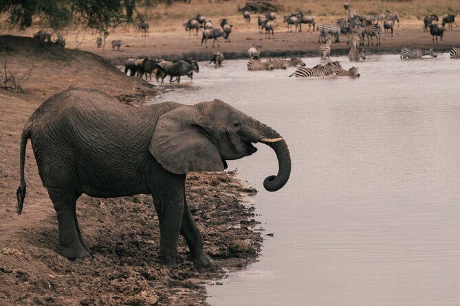 4 Day Tanzania Safari Tarangire Serengeti and Ngorongoro Bliss - Key Points