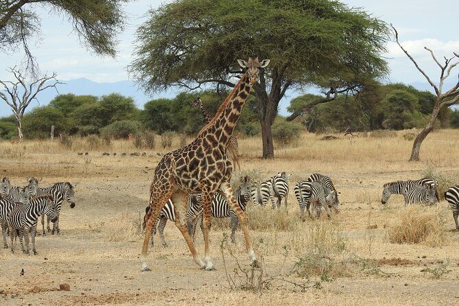 4-Day Tarangire, Serengeti, Ngorongoro Crater - The Practical Side: What You Should Know