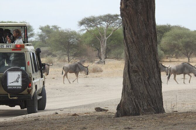 4-Day Tarangire, Serengeti, Ngorongoro Crater - Final Thoughts: Is This Safari Right for You?