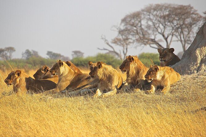 4 Day: Taste of Wildlife - Final Thoughts: Who Should Consider This Safari?