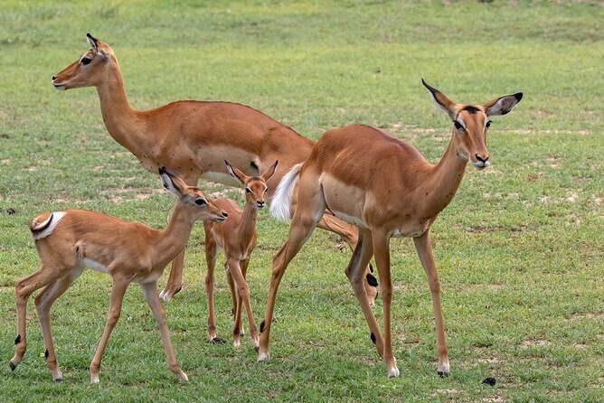 4 Day: Taste of Wildlife - FAQs