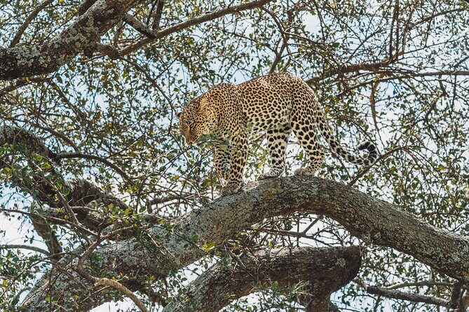 4-Day The Short of Tanzania Safari - The Sum Up