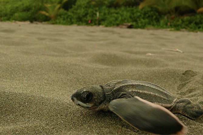 4-day-tortuguero-pacuare-overnight