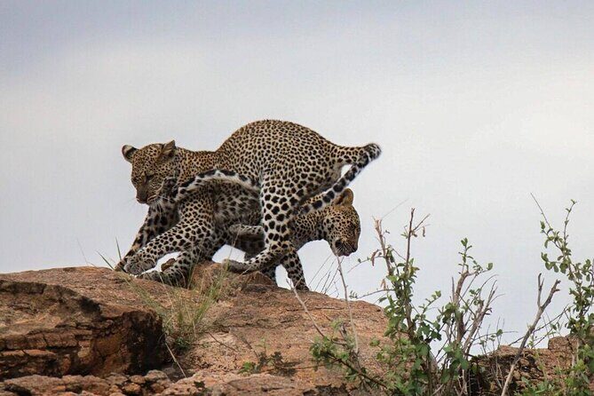 4-Day Tour in Lake Nakuru, Lake Naivash, Masai Mara from Nairobi - An In-Depth Look at the Tour Experience