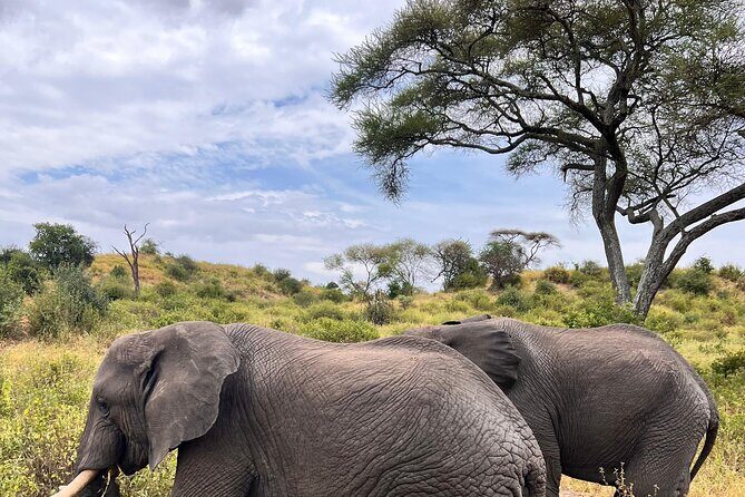 4 Day Tour in Tarangire and Serengeti and Ngorongoro Crater - The Tour Breakdown: What to Expect Each Day