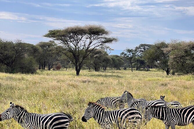 4 Day Tour in Tarangire and Serengeti and Ngorongoro Crater - Practical Tips & Considerations