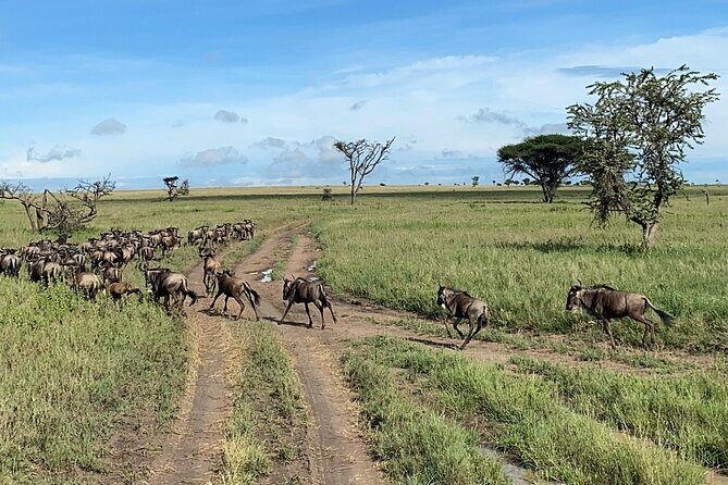 4 Day Tour in Tarangire and Serengeti and Ngorongoro Crater - Final Thoughts
